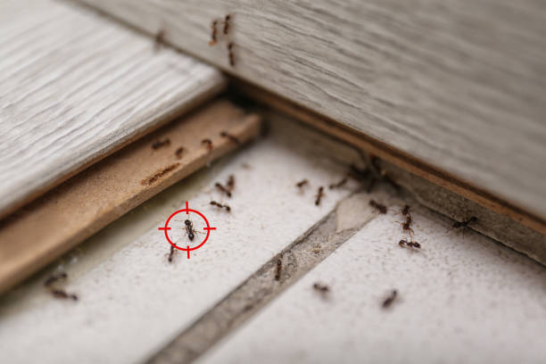Best Best Pest Control Companies  in East Uniontown, PA
