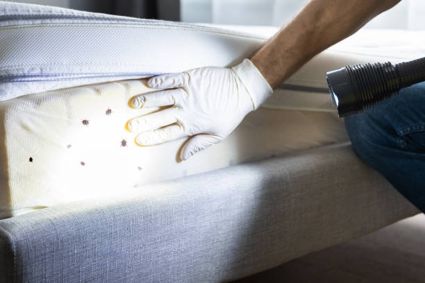 Best Flea Control Services  in East Uniontown, PA
